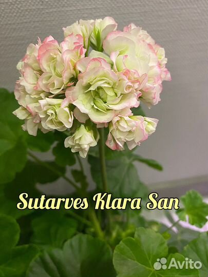 Пеларгония герань