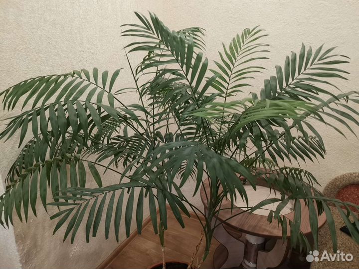 Пальма хамедорея