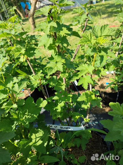 Красная смородина