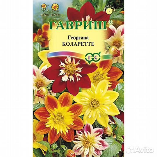 Георгина Коларетте