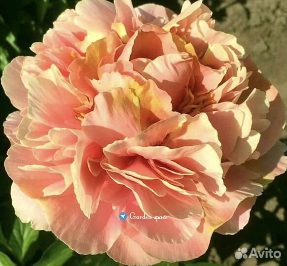 Пионы саженцы. Пионы корни