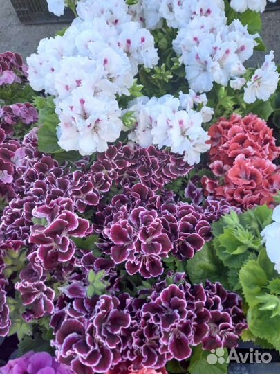 Королевская пеларгония