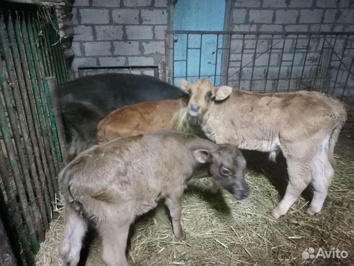 Телята бычки