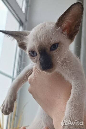 Ориентальные котята