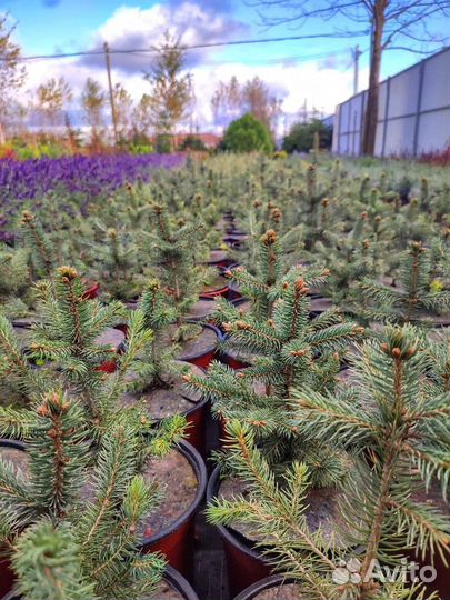 Ель Глаука голубая и зеленая