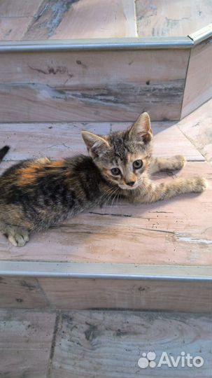 Котята ищут дом
