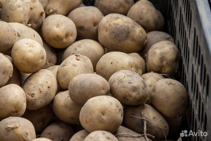 Картофель на корм скоту