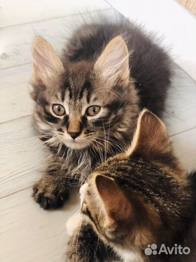 Отдам котят в добрые руки