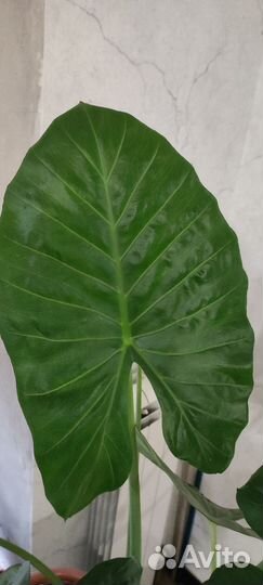 Алоказия 90см