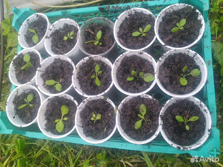 Рассада табака