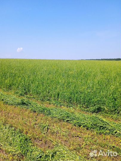 Сено люцерны в рулонах