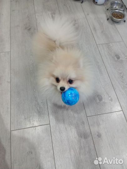 Померанский шпиц