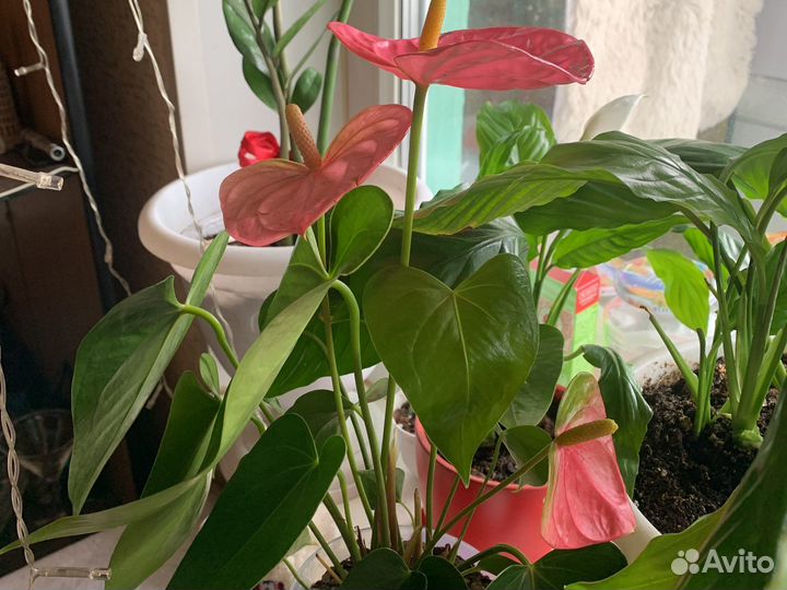 Комнатные цветы