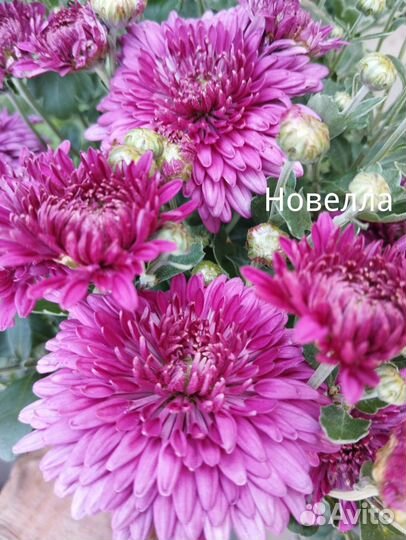 Хризантемы корейские-2