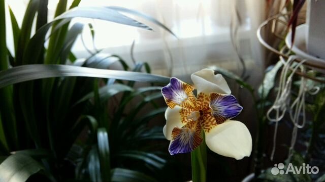 Ирис (неомарика)