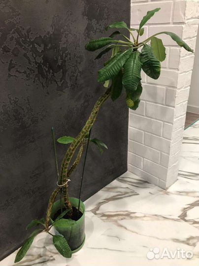 Молочай беложильчатый