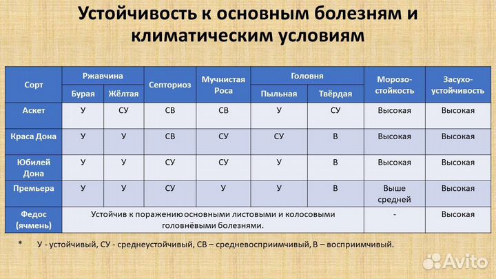 Семена мягкой озимой пшеницы