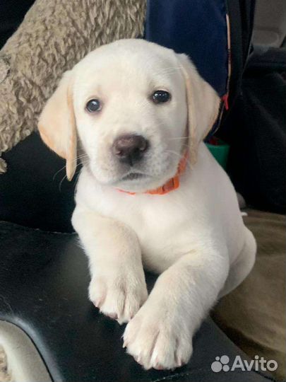 Щенки лабрадора