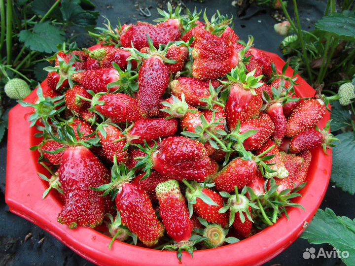 Земклуника купчиха