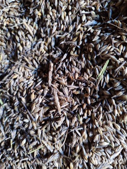 Продажа зерна