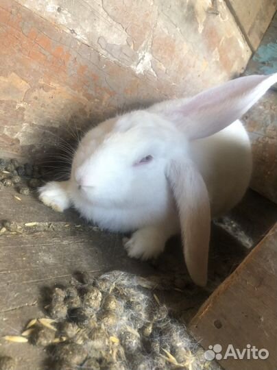 Кролиха котная