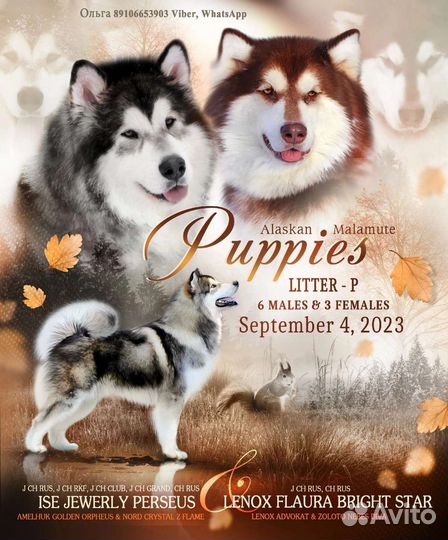 Аляскинский маламут щенки