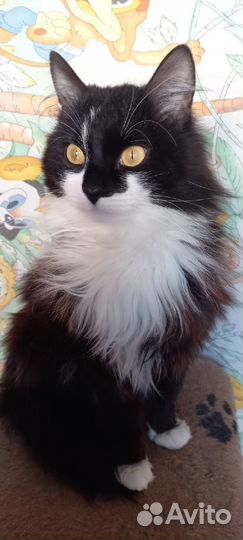 Бруталл котик