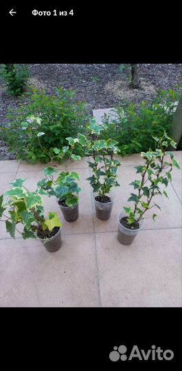 Плющ вечнозеленый садовый морозостойкий