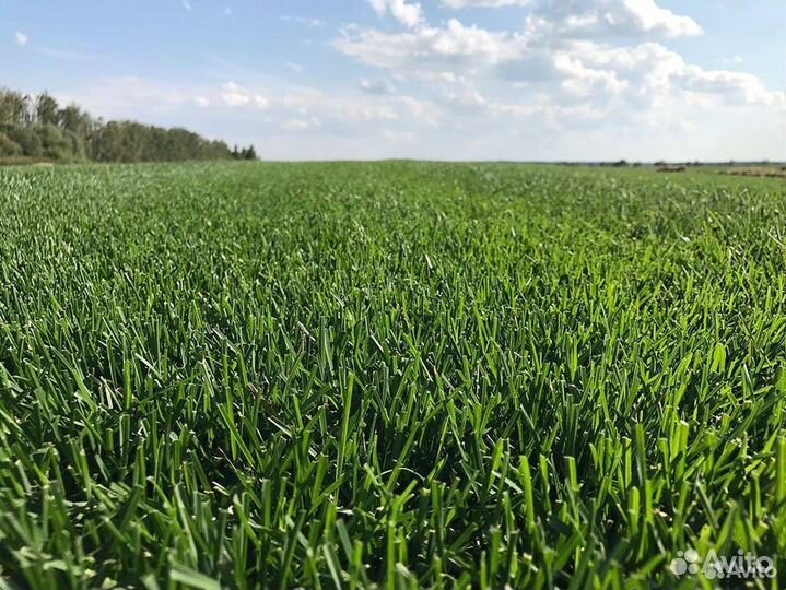 Укладка газона, благоустройство, озеленение, дизай