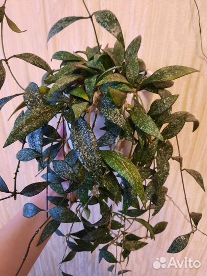 Хойя парвифлора сплеш