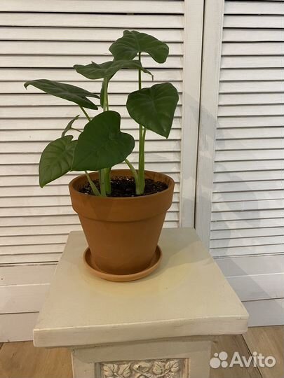 Алоказия крупноклубневая 40 см