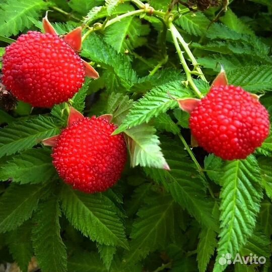 Малина Тибетская розолистная