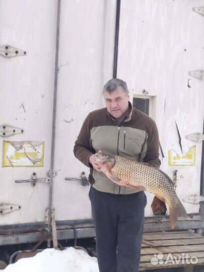 Рыба свежая, свежезамороженная