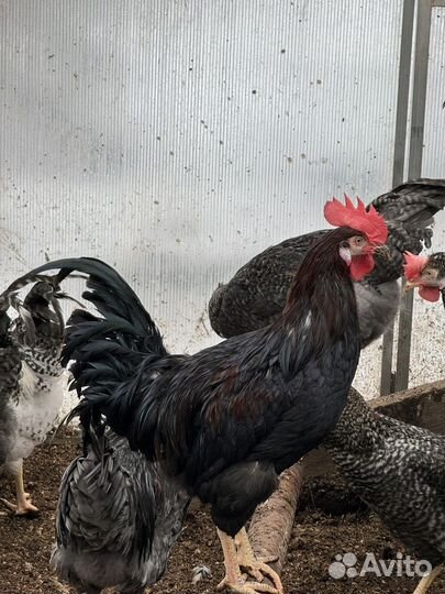 Молодые петушки