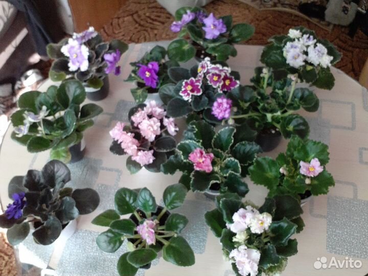 Фиалки сортовые