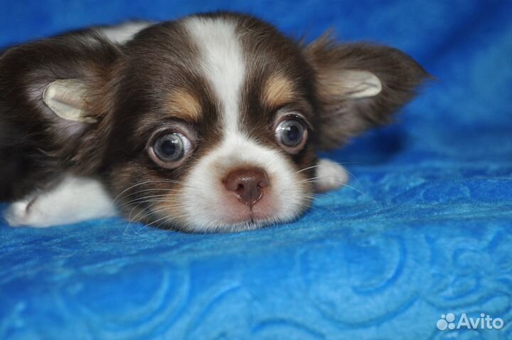 Самая красивая девочка