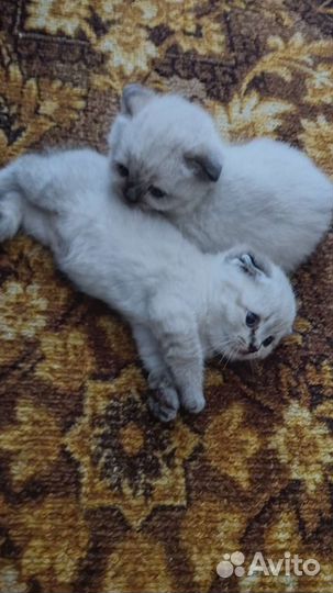 Бонечка и Мишка