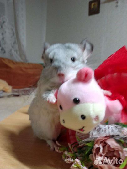 Шиншилла белая