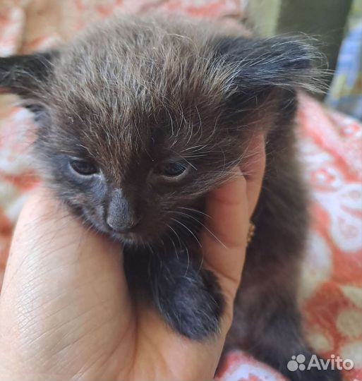 Котёнок невская маскарадная (помесь)