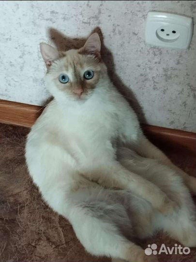 Молоденький котик