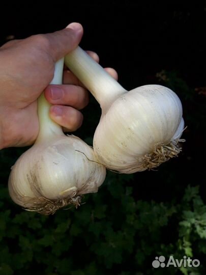 Чеснок Рокамболь