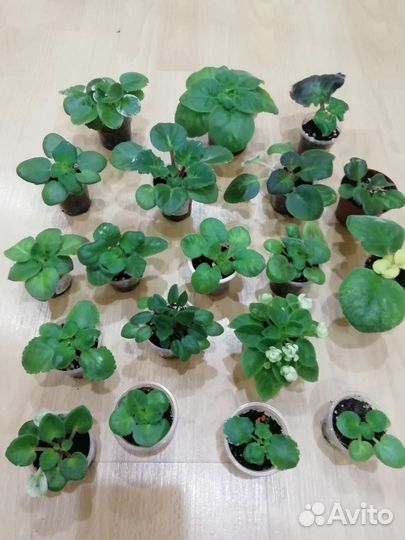 Детки сортовых фиалок