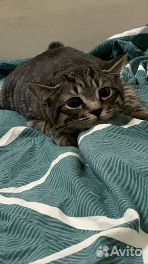 Котята в добрые руки бесплатно