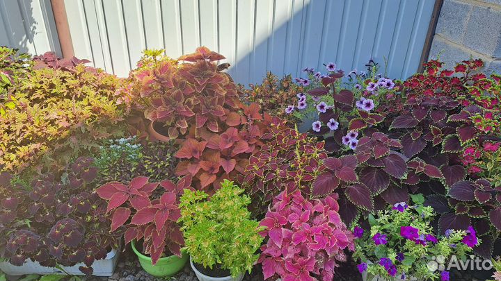 Колеусы вегетативные