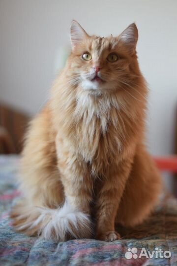 Рыжая девочка Пуша