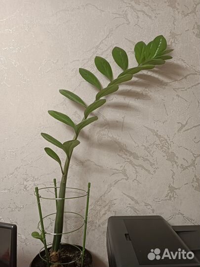 Замиокулькас