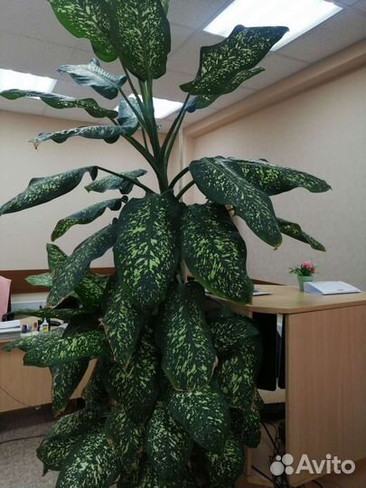 Диффенбахия Пикта