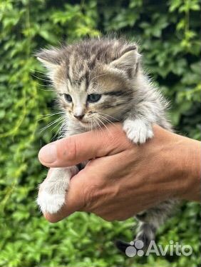 Британские котята в дар