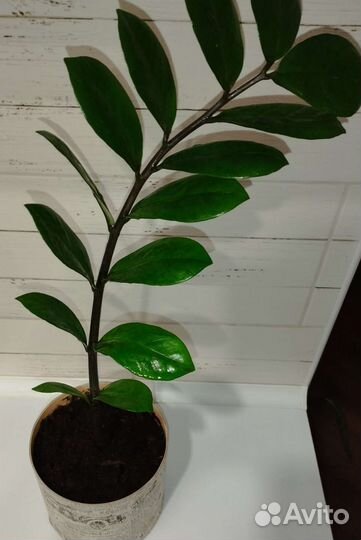 Замиокулькас, фикус бенжамина