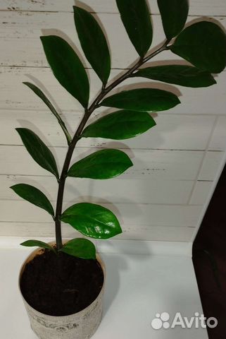 Замиокулькас, фикус бенжамина